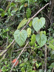 Gurania eriantha