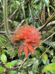Gurania eriantha