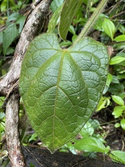 Gurania eriantha