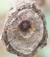 Ceratina