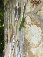 Anolis evermanni