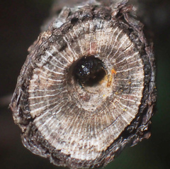Ceratina