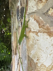 Anolis evermanni