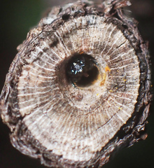 Ceratina