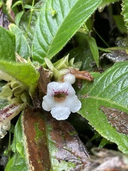 Nautilocalyx ecuadoranus