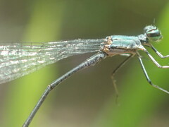 Peristicta