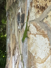 Anolis evermanni