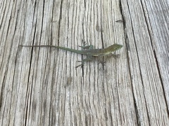 Anolis evermanni