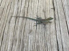 Anolis evermanni