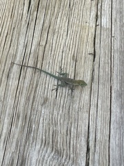 Anolis evermanni