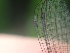 Peristicta