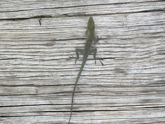 Anolis evermanni