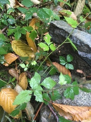 Tiarella trifoliata trifoliata