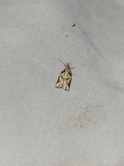 Harmologa amplexana