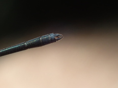 Peristicta