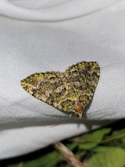 Austrocidaria similata