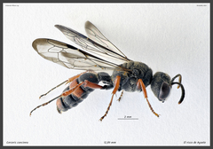 Cerceris concinna
