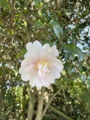 Camellia