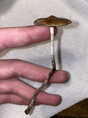 Psilocybe azurescens