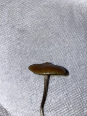 Psilocybe azurescens