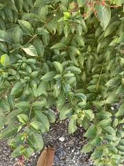 Cephalanthus occidentalis