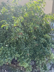 Cephalanthus occidentalis