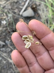 Lomatium cusickii