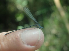 Peristicta