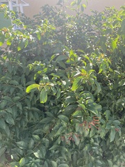 Cephalanthus occidentalis