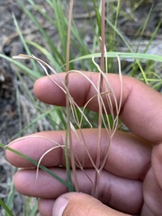 Lomatium cusickii