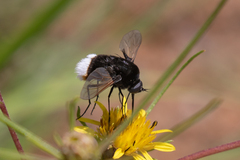 Bombomyia discoidea