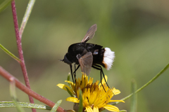 Bombomyia discoidea