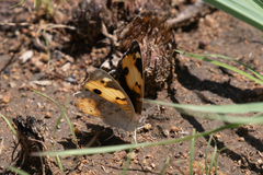 Junonia hierta