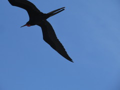 Fregata magnificens