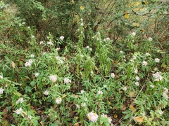 Symphyotrichum