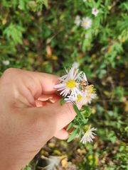 Symphyotrichum