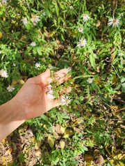 Symphyotrichum