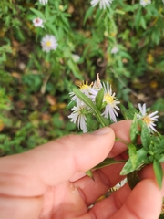 Symphyotrichum