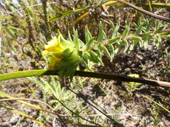 Gnidia juniperifolia