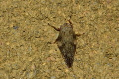 Aphrophora