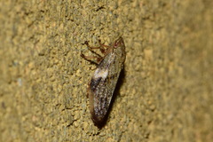 Aphrophora