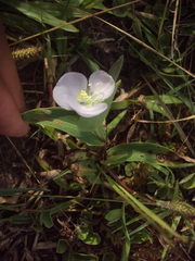 Commelina platyphylla