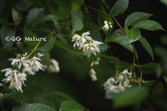 Deutzia scabra