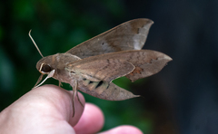 Pachylioides resumens