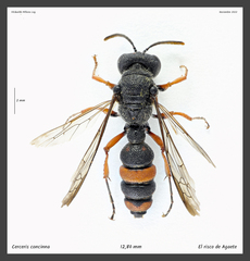 Cerceris concinna