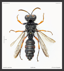 Cerceris concinna