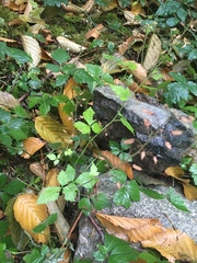 Tiarella trifoliata trifoliata