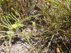 Gnidia juniperifolia