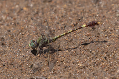 Paragomphus genei
