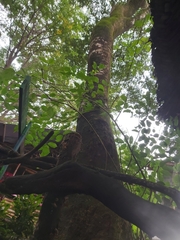 Lonchocarpus